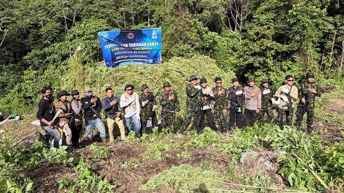 bnn-musnahkan-12-hektar-ladang-ganja-di-aceh-dokistimewa-1786879290027_169