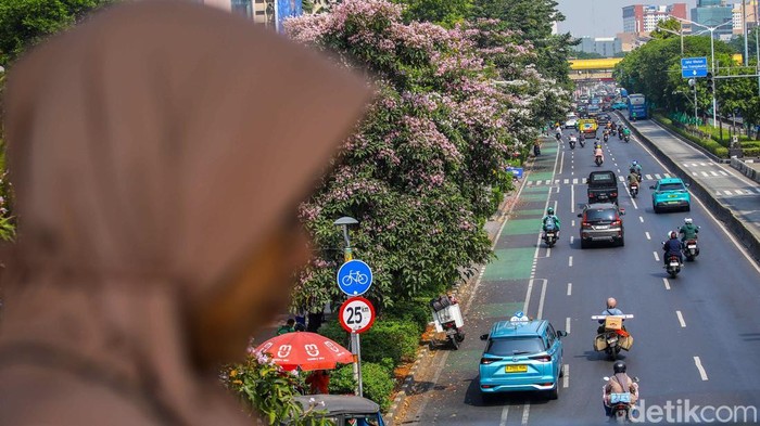 Tabebuya Mekar di Tengah Jakarta, Pemandangan Jalanan Jadi Makin Cantik