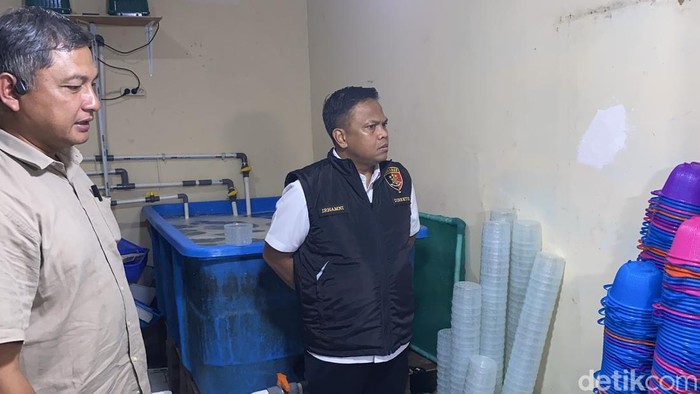 Polisi Ungkap Modus Penyelundupan 73 Ribu Benih Lobster yang Dicegah ke Vietnam