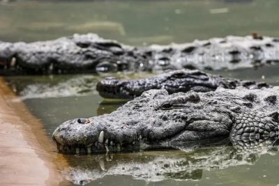Pria di Pandeglang Diterkam Buaya saat Cari Ikan di Muara, Alami Luka Parah