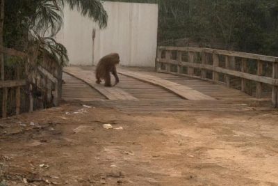 Habitat Terbakar, Seekor Orang Utan di Kalteng Muncul ke Jalan untuk Cari Makan