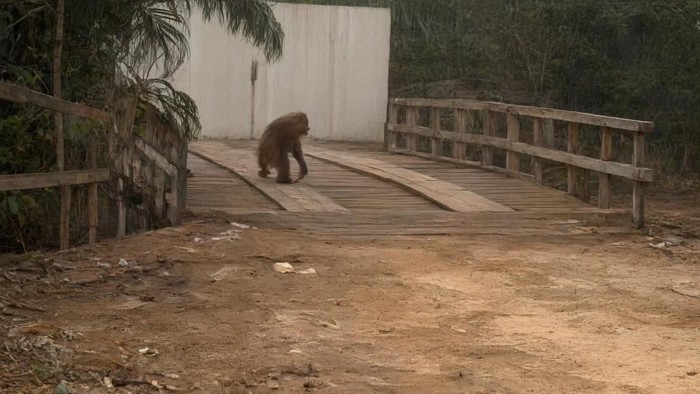 orang-utan-keluar-ke-jalan-raya-demi-cari-makan-di-tengah-kabut-asap-karhutla-1791883842323_169