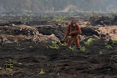 Heboh Orang Utan Berjalan Kebingungan di Area Bekas Kebakaran di Kalteng