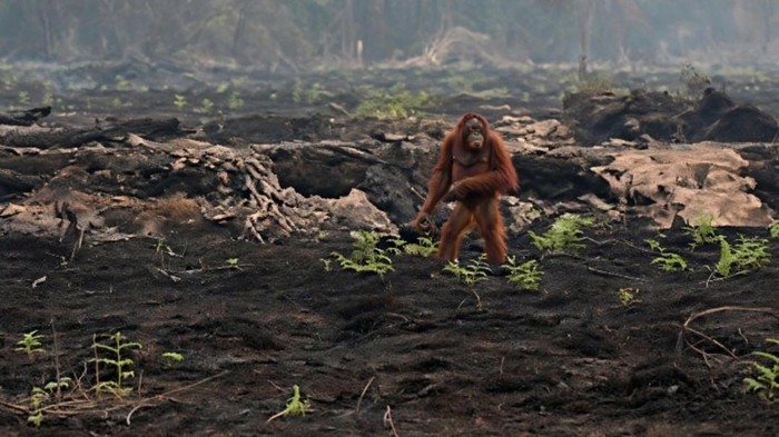 orang-utan-terlihat-di-sisa-lahan-yang-terbakar-berjalan-sebelum-berhasil-dievakuasi-1792361178073_169