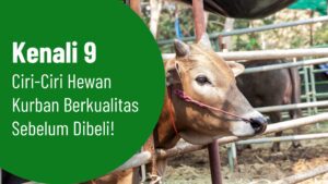 Kenali 9 Ciri-Ciri Hewan Kurban Berkualitas Sebelum Dibeli!