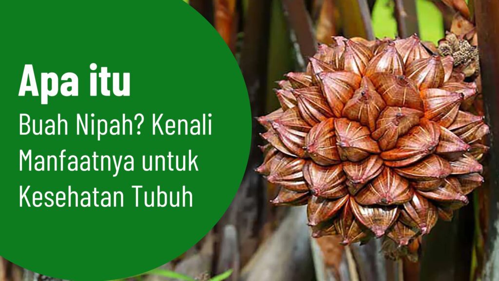 pohon nipah