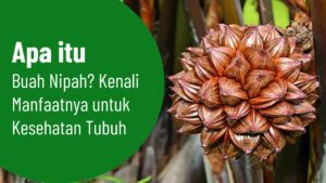 Apa itu Buah Nipah? Kenali Manfaatnya untuk Kesehatan Tubuh