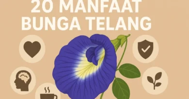 20 manfaat bunga telang