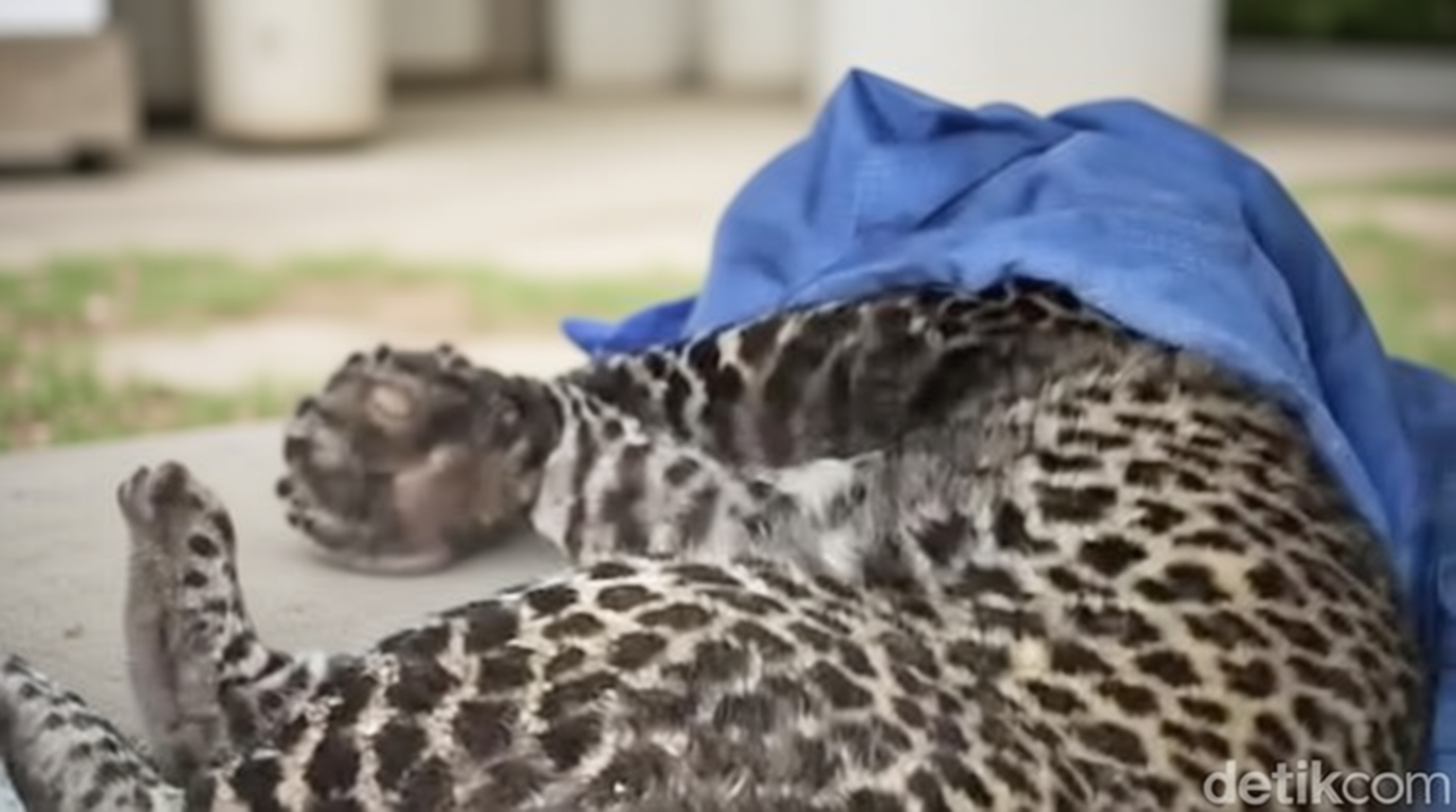 Macan Tutul Terjerat Dekat Permukiman Warga di Bogor Dievakuasi