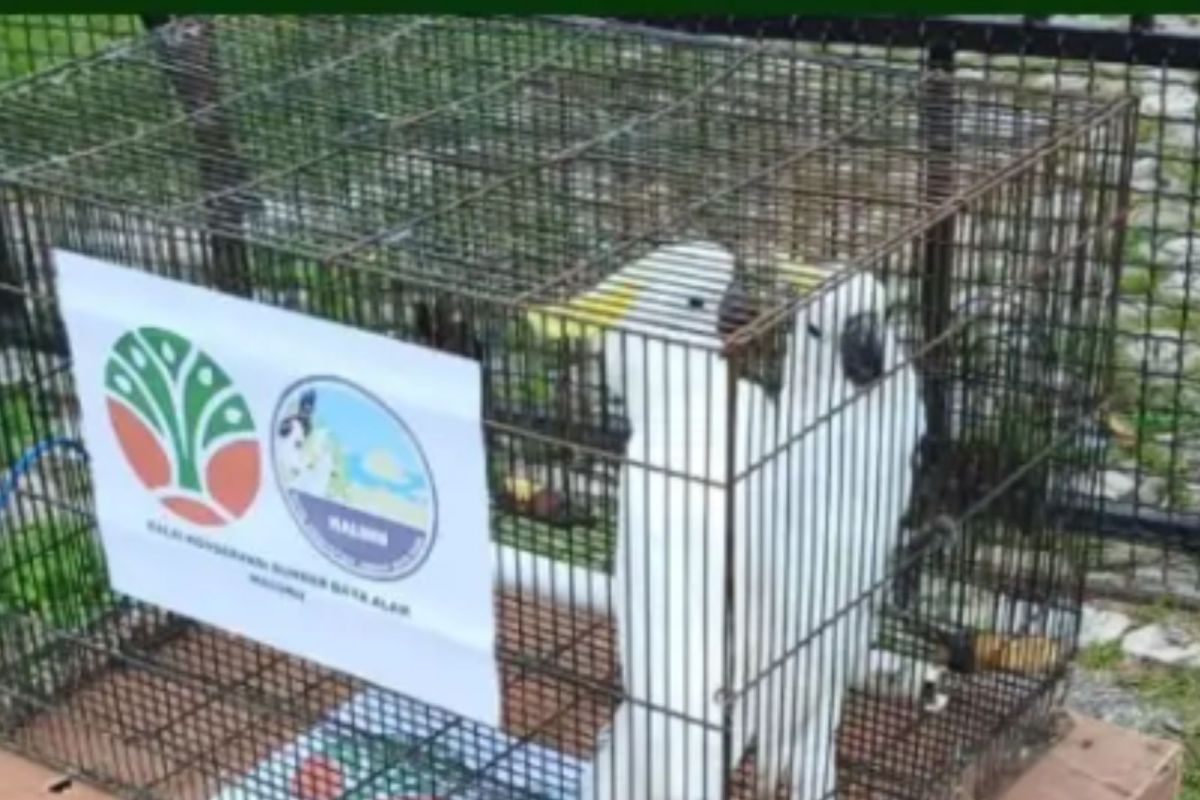 BKSDA Maluku dan BRIN lepasliarkan satwa di hutan adat Desa Karangguli