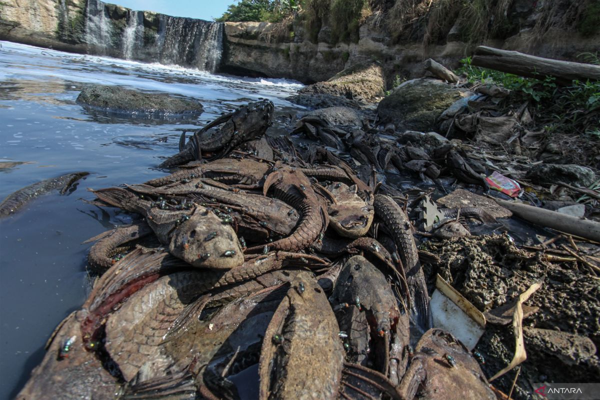 Pembahasan Penting: DKI kemarin, penanganan ikan sapu-sapu hingga Jakarta Marathon 2026