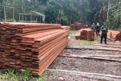 Kemenhut Bongkar Pembalakan Liar di Kerumutan Riau, 6 Orang Jadi Tersangka