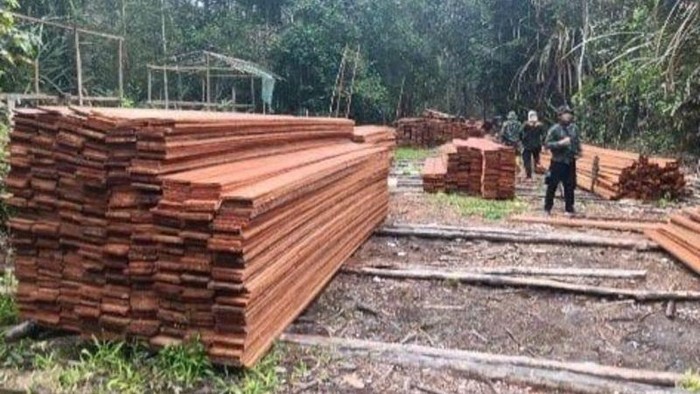 Kemenhut Bongkar Pembalakan Liar di Kerumutan Riau, 6 Orang Jadi Tersangka