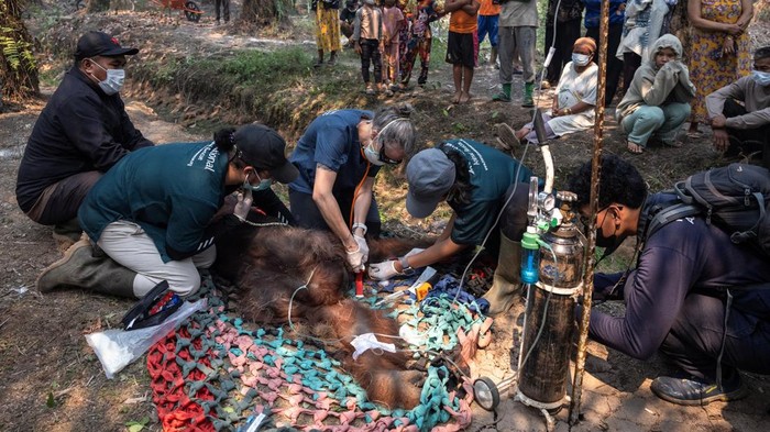 orangutan-sampurna-lolos-dari-kebakaran-kini-berjuang-pulihkan-pernapasan-1788081086112_169