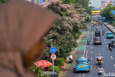 Tabebuya Mekar di Tengah Jakarta, Pemandangan Jalanan Jadi Makin Cantik