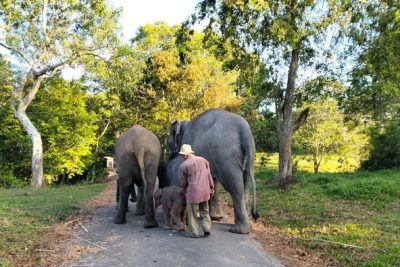 Taman Nasional Way Kambas Masih Terbakar, Gajah Liar Dipastikan Aman