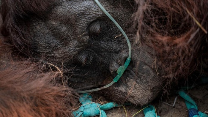 orang-utan-di-ketapang-dievakuasi-dari-kebun-warga-karena-terpapar-asap-karhutla-dok-yiari-1788090625619_169