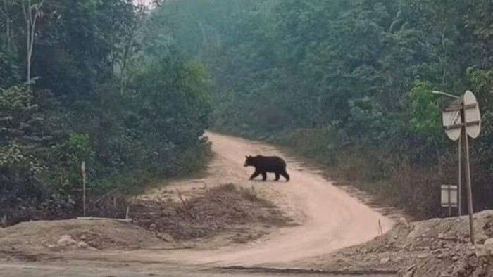 Geger Beruang Keluar dari Hutan di Musi Rawas Utara Sumsel