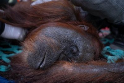 Orang Utan Sempurna Mati, Legislator: Karhutla Kalbar Tak Bisa Ditoleransi