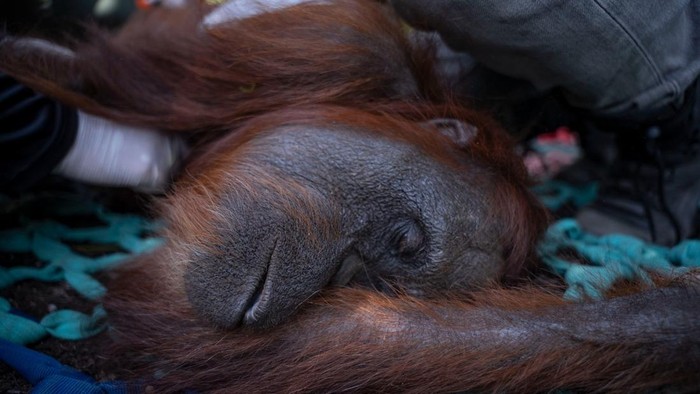 penyelamatan-orang-utan-yang-terdampak-karhutla-di-ketapang-1788155844325_169