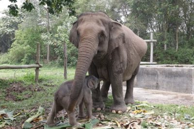 Bayi Gajah dari Induk Mama Lisa di TNTN Diberi Nama Ganesha, Ini Artinya
