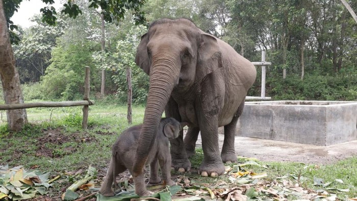 seekor-bayi-gajah-lahir-dari-induk-mama-lisa-gajah-binaan-di-flying-squad-taman-nasional-tesso-nilo-tntn-riau-bayi-jantan-itu-1790756890017_169