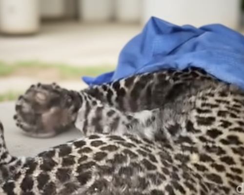 Macan Tutul Terjerat Dekat Permukiman Warga di Bogor Dievakuasi