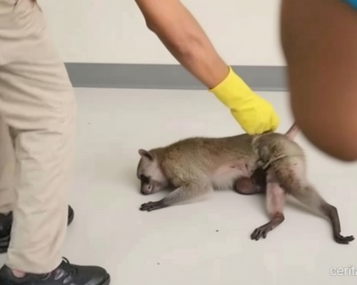 Monyet Serang Balita di Pamekasan hingga Tewas – Berujung Dibunuh Pemilik