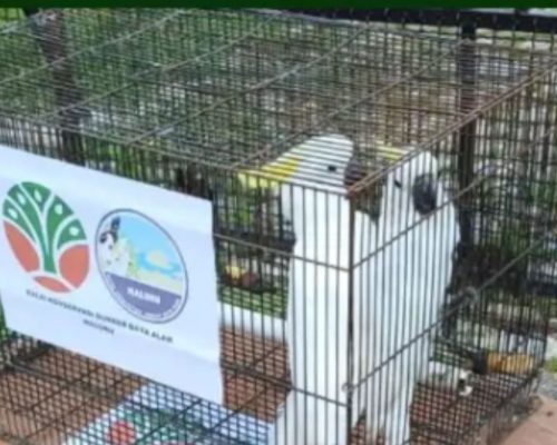 BKSDA Maluku dan BRIN lepasliarkan satwa di hutan adat Desa Karangguli