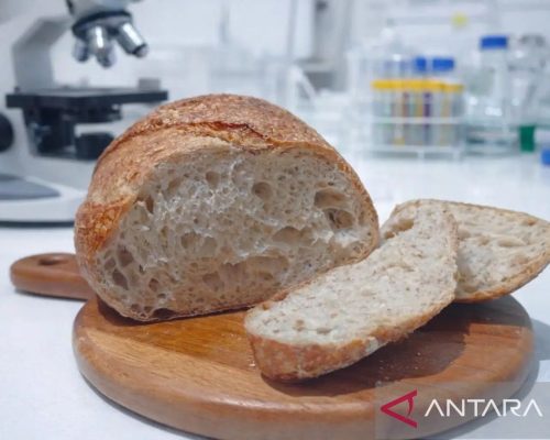 Mengatasi Masalah: BRIN kembangkan adonan “sourdough” berbasis beras lokal Gunungkidul