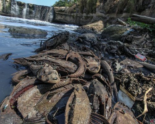 Pembahasan Penting: DKI kemarin, penanganan ikan sapu-sapu hingga Jakarta Marathon 2026